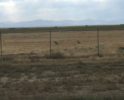 Coyotes near Mountain Home AFB