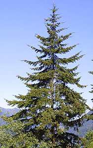 Trinity Ridge Road Douglas Fir Tree