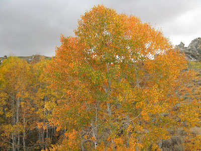 Fall Colors of Southern Idaho