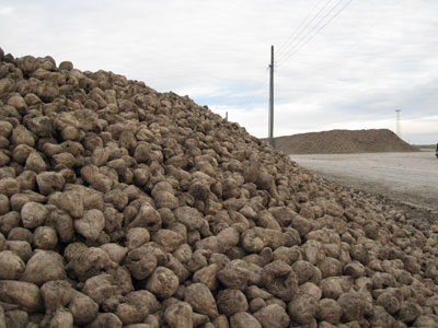 Sugar Beets between Hammett and Mountain Home Idaho