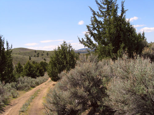 Owyhee Idaho Juniper Grove