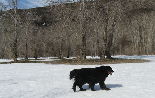 Minnie the Dog Died on Sept 8th 2009