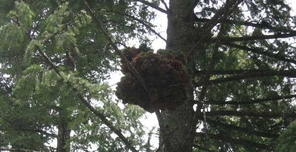 Idaho pine tree growth