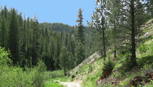 Tally Baker Creek Hike in Idaho