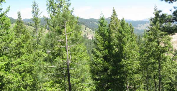 Good hiking views from NFS Trail 620 near Featherville