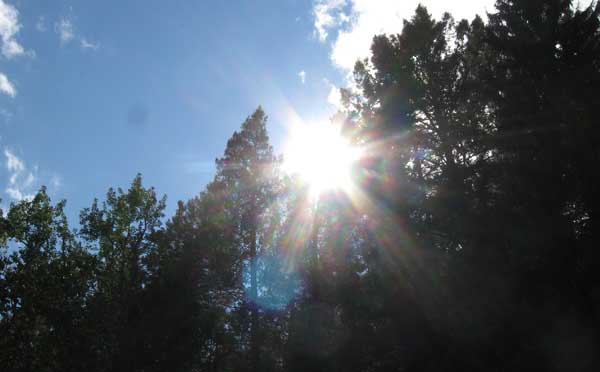 Sun filters through pines trees in the Soldier Creek area near Fairfield Idaho