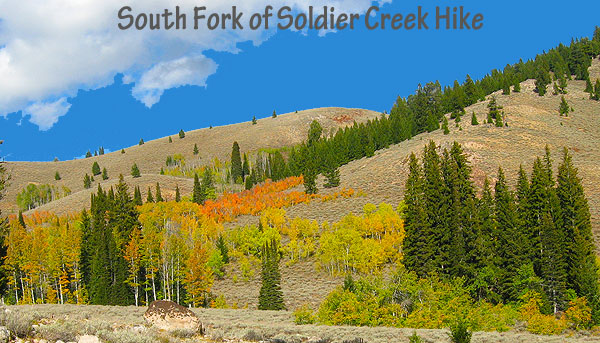 Tree changing colors along the South Fork of Soldier Creek hike in Idaho