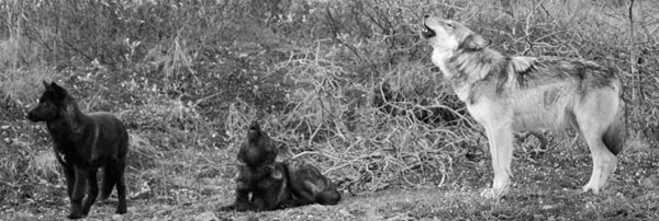 Wolves near Hot Spring Road outside of Mountain Home Idaho