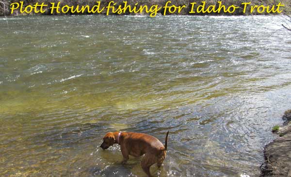 Idaho Plott Hound looking for trout in the Boise River